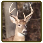 whitetail deer calls sounds android application logo